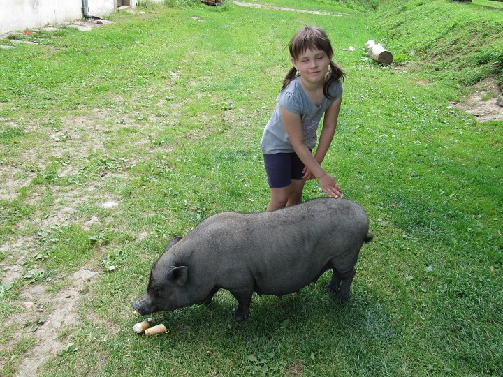 Že by zlatý retrívr? 